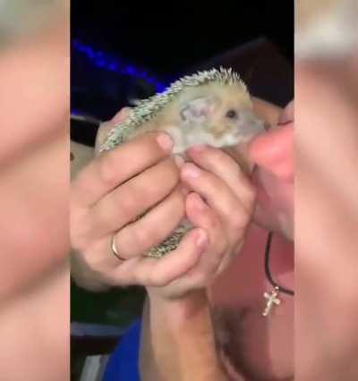 WCGW kissing hedgehog like one of your french girls
