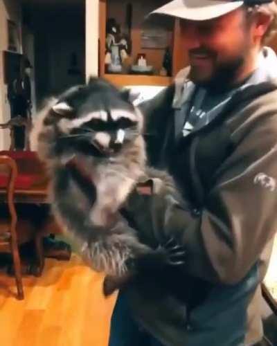 A raccoon getting unwanted kisses from dad