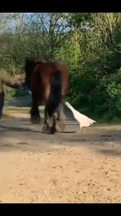 Horse makes Goose pâté