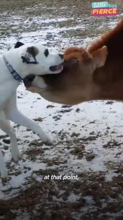 How it all started at Little Buckets Farm Sanctuary in Virginia