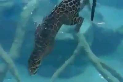 In case you didn't know, Jaguars are incredible swimmers.