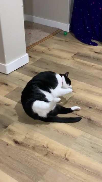 So much chonk going on that he has to find alternative ways to clean his asshole...