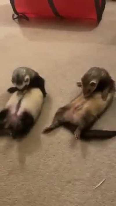 salmon oil is kryptonite for ferrets