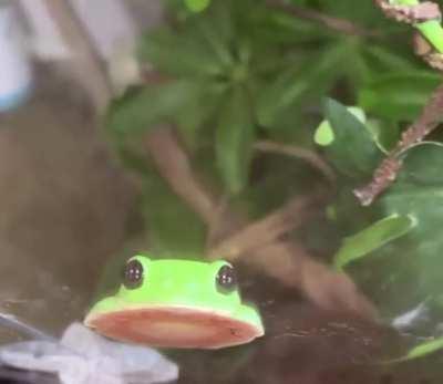 Lemme just *blob* for u