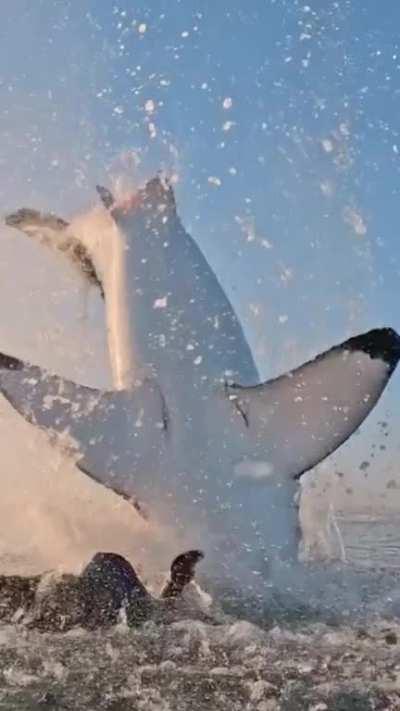 Five meter female performs full breach