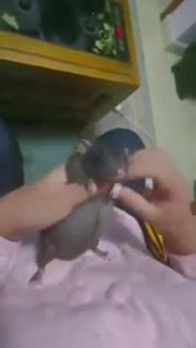 Juja haciendo tiktoks