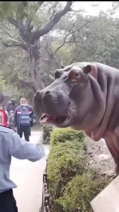 Guard slapping the hippo who somehow managed to get out. Delhi Zoo.Hippos kill more humans than any other mammal