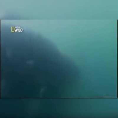 Mano, isso passou na tv aberta cara...