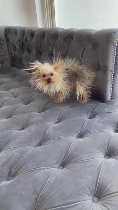 A very staticky little munchkin after rubbing herself all over the new couch!