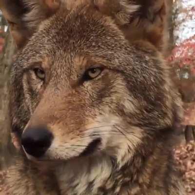 Beauiful and Rare! The Red Wolf. From Wolf Conservation Center #saveredwolves