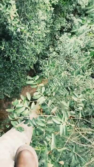 Malaysian man hunted by tiger, clings to life for hours up a tree