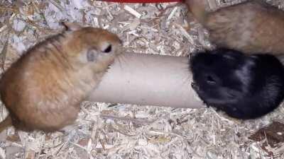 Lady and the Tramp - gerbil edition (feat. a roll of toilet paper instead of spaghettis)