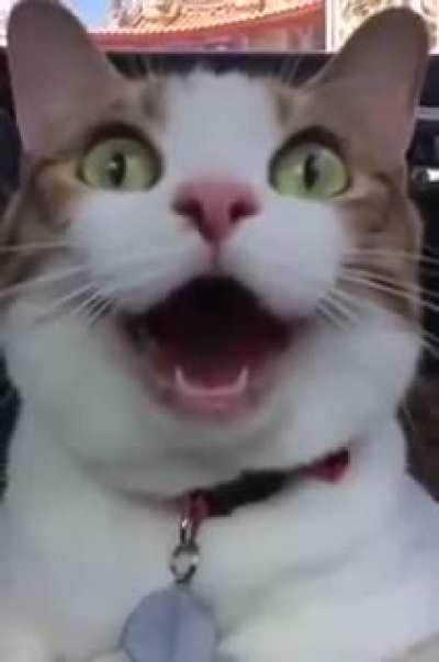 My cat when he sees empty amazon's delivery boxes