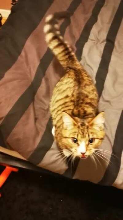 Every time I went to bed Willow used to get super excited