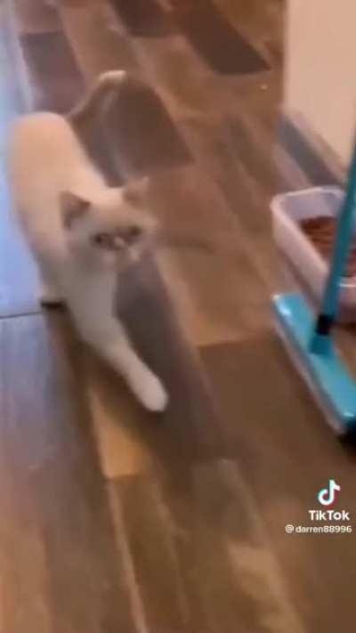 Cat Has A Sense Of Humor