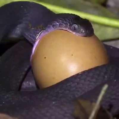 🔥 African Dasypeltis medici snake swallowing an egg bigger than it’s head