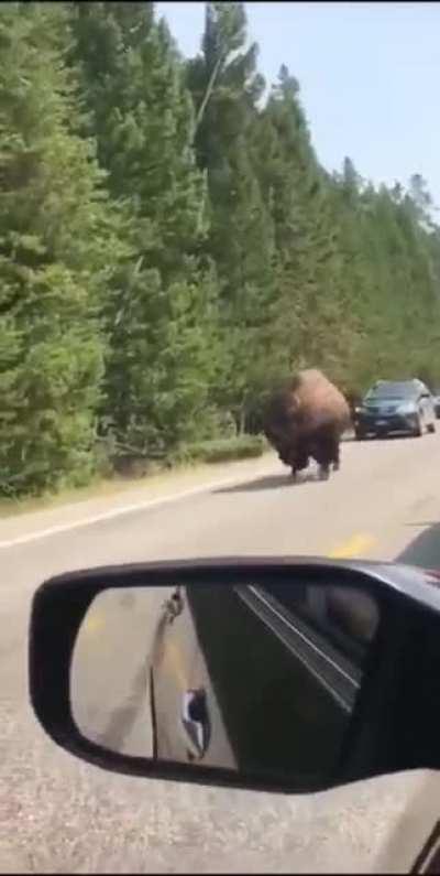 When you disrespect a Beast!