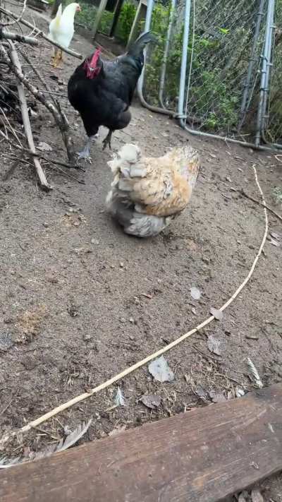 My chicken isn’t moving normal.