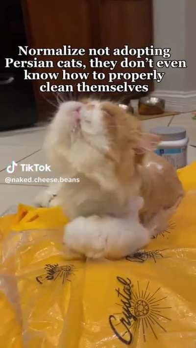 my dumb hairy brother 😈