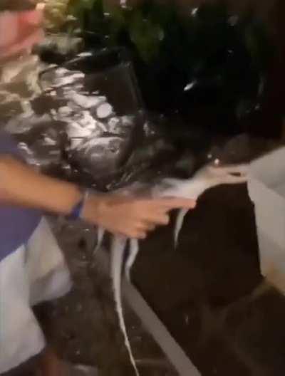 giving an alligator a kiss