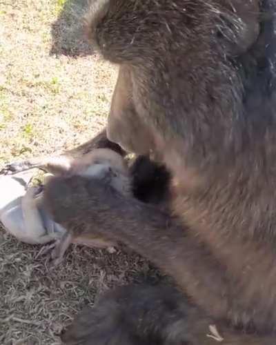 Symbiosis, being groomed and providing a snack.