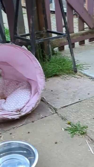 Epic Mallow slo-mo binkies 