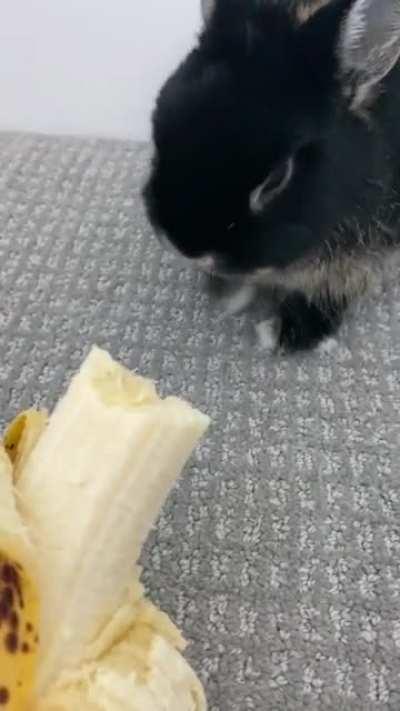 My bunny does not like banana 😅