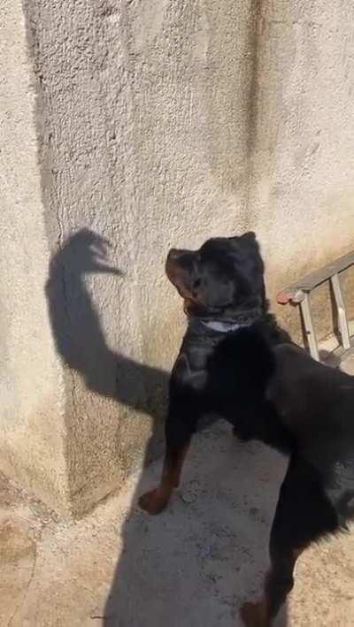 MaN slAppINg the Sh*T ouT Of tHIs DoG wiTH sHaDow cLoNe