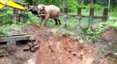 Elephant Falls in The Muddy Pit , saved by Forest Officials of Karnataka India