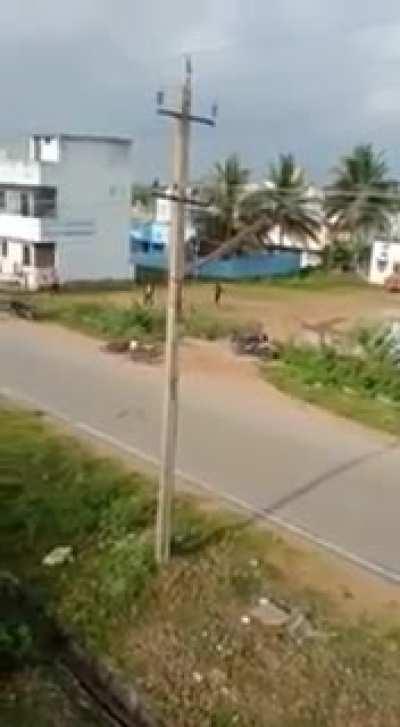 leopard attacks person