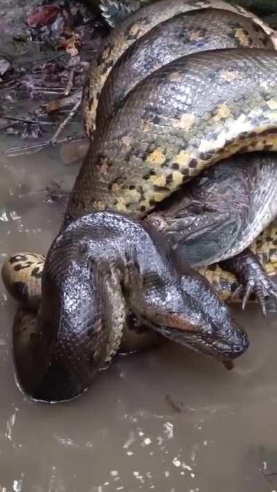Up close and personal to an Anaconda killing an Alligator.