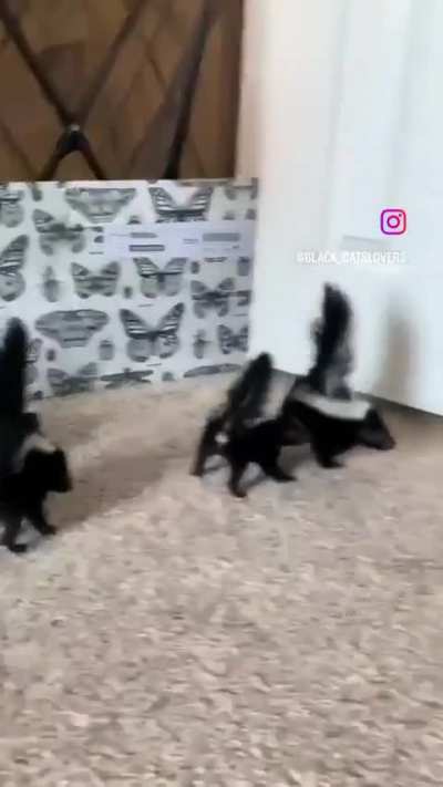 Pepe Le Pew’s kids want a kiss