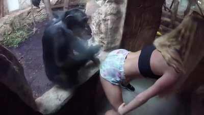 I feel just like this gorilla