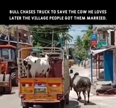 Average indian lub story 