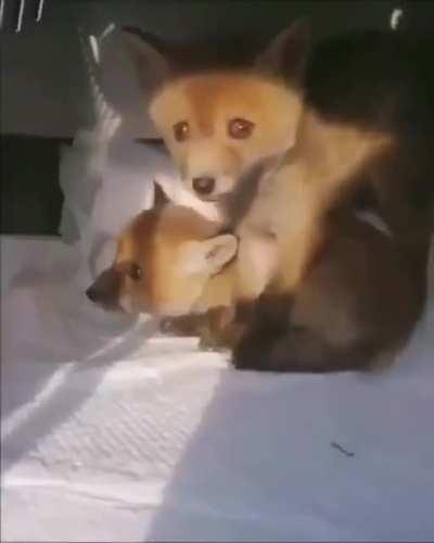 Just some cute foxes, nothing to see here