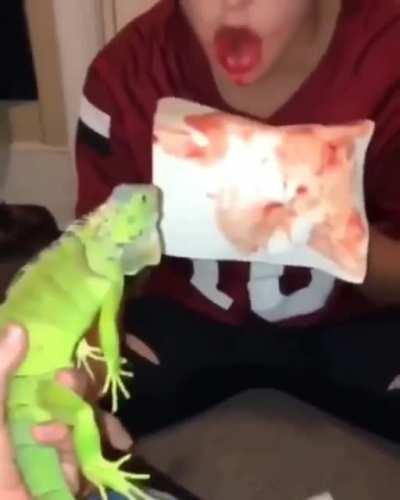 Played with a reptile, won a stupid prize