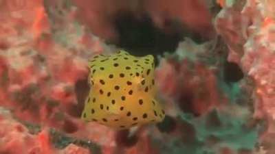 The yellow boxfish, when juvenile, is a dazzling bright yellow in color, but this brightness fades as the fish grows older. Despite its carapace shape which would inhibit quick locomotion to evade predators, this boxfish is very well armed and will releas