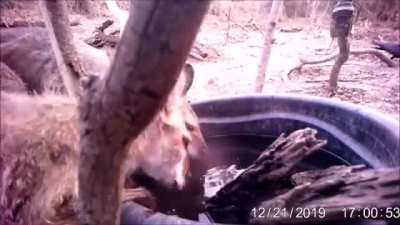 Crows plucking ticks off wallabies like they're fat juicy grapes off the vine
