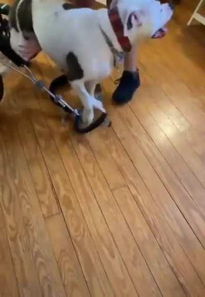 This good boy so happy when he gets in his wheelchair to go for a walkie