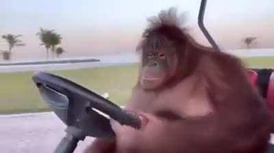 Orangutan driving a golf cart