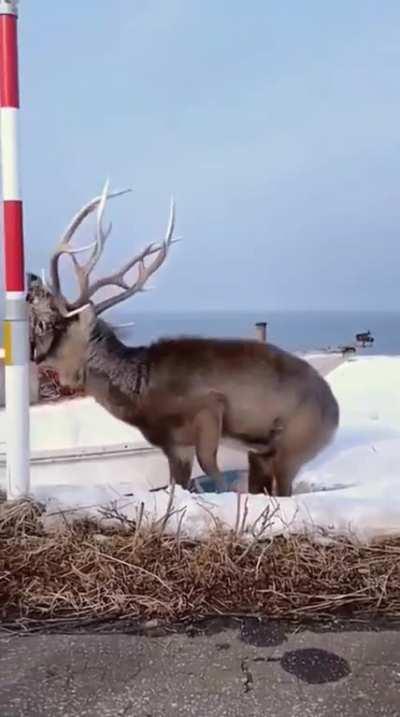Deer with another deer's head stuck on it antler