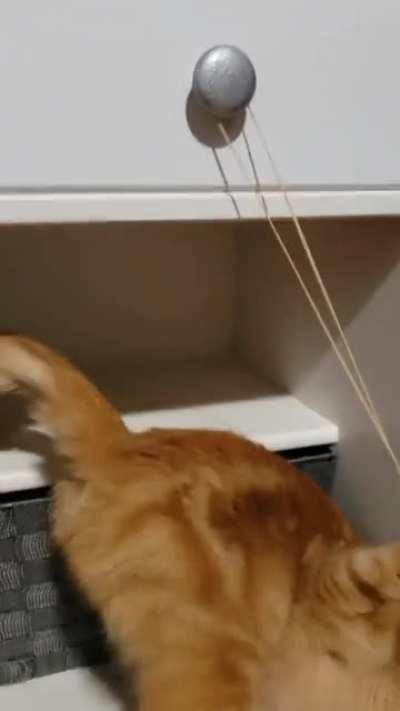 I have to hide rubberbands from her...