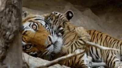 Tigress with her cubs just trying to get some rest.