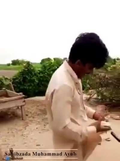 Boy tries to 🍇a cow, gets kicked in the nuts (somewhere in pakistan)