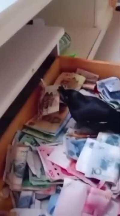 Pet bird, a Jungle Myna, has been trained to go out and look for cash, then bring it back home with him.