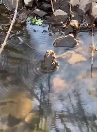 A toad resonating in a pool of water
