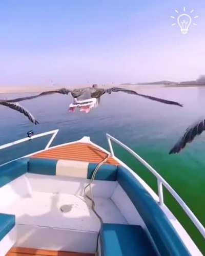 Geese flying close to the boat