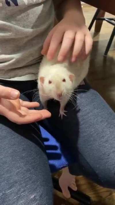 Happy boy enjoying some scritches