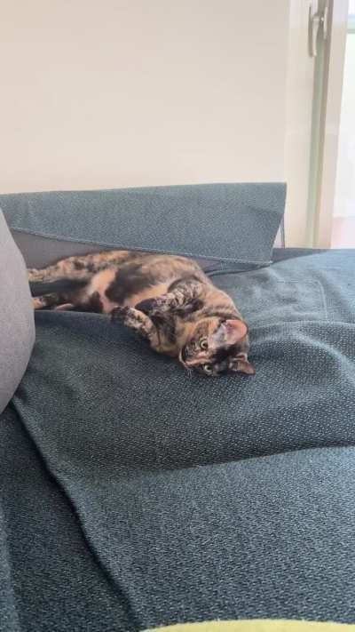 Will she journey from one side of the couch to the other for pets?