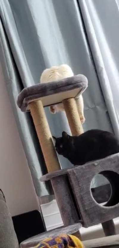 Эх, были бы лапы чуть-чуть подлиннее...